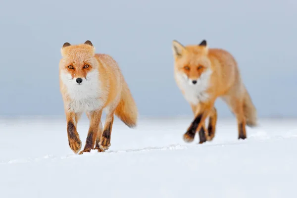 Zorro Rojo Nieve Blanca Invierno Frío Con Zorro Piel Naranja — Foto de Stock