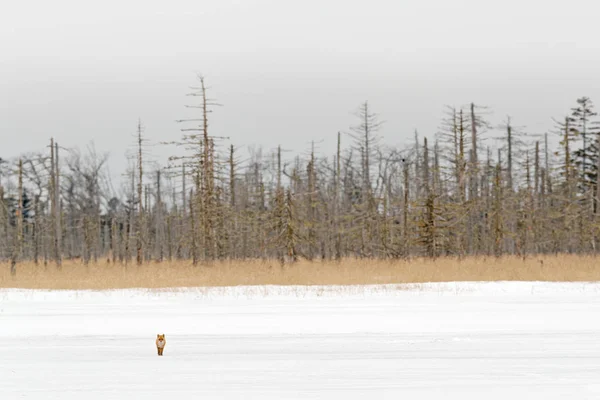 Skryté Červená Liška Vulpes Vulpes Zimě Sníh Divoké Scény Přírody — Stock fotografie