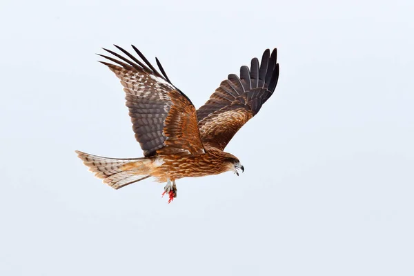 Fekete Kite Repülni Milvus Migrans Téli Időszakban Havas Napon Madár — Stock Fotó