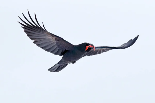 乌鸦飞 白雪中的黑鸟 在比尔在冬天 自然栖息地 瑞典的血捕获 第一次下雪与鸟 冬季与大白黑乌鸦 野生动物现场从雪 — 图库照片