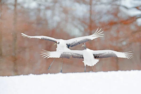 Two birds dancing. Flying White two birds Red-crowned crane, Grus japonensis, with open wing, blue sky with white clouds in background, Hokkaido, Japan. Cranes in blue. Winter scene from Japan.