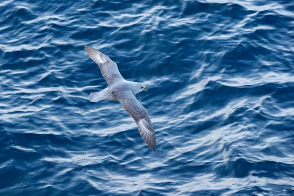 Pássaro Pássaro Com Oceano Azul Northern Fulmar Fulmarus Glacialis White — Fotografia de Stock