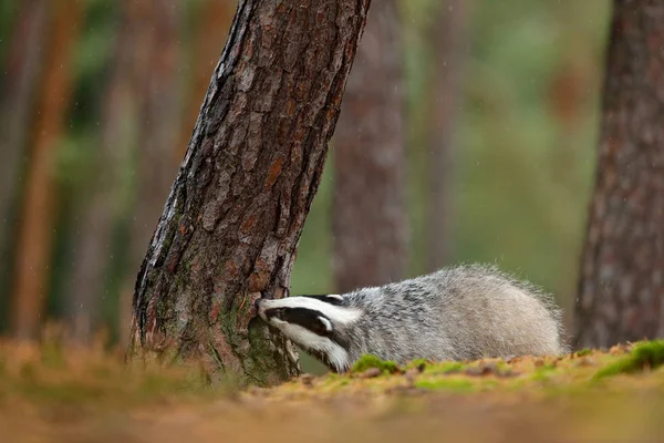 Badger Hutan Habitat Alam Hewan Jerman Eropa Kehidupan Liar Wild — Stok Foto