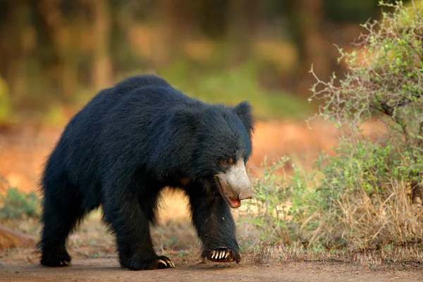 Medvěd Pyskatý Melursus Ursinus Ranthambore National Park Indie Divoký Medvěd — Stock fotografie