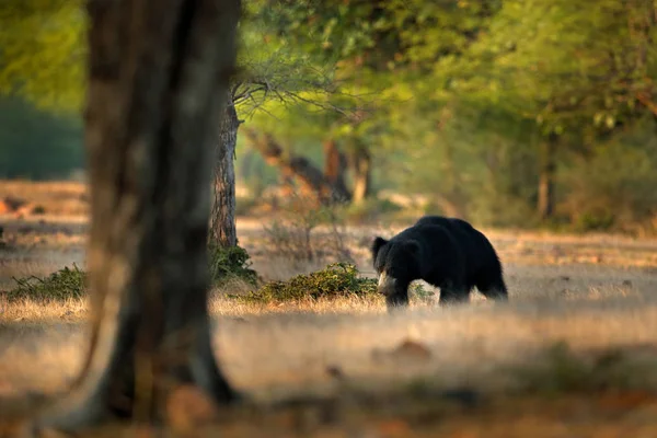 Medvěd Pyskatý Melursus Ursinus Ranthambore National Park Indie Divoký Medvěd — Stock fotografie