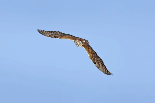 阿什塔 萨克尔 阿卜杜勒猎鹰 Cherrug 猛禽鸟飞 蓝色的天空在寒冷的冬天 动物在自然栖所 野生动物的场景形式的性质 鸟飞行 — 图库照片