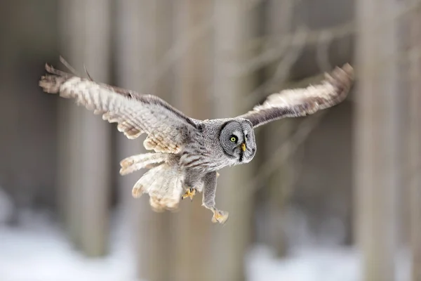 Bird flying. Great Grey Owl, Strix nebulosa, flight in the forest, blurred trees in background. Wildlife animal scene from nature. Owl fly in the the cold winter. Snow in forest. Owl flight.