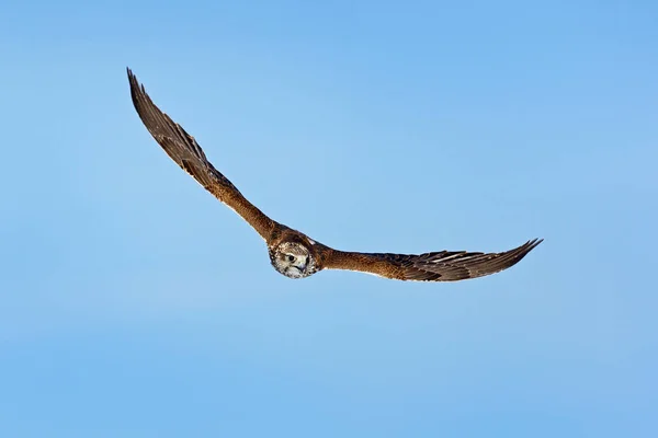 Saker Falcon Falco Cherrug Bird Prey Fly Blue Sky Cold — Stock Photo, Image