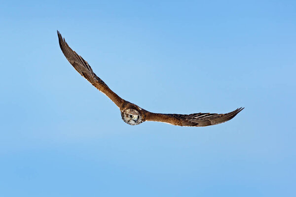 Saker falcon, Falco cherrug, bird of prey fly.  Blue sky in cold winter, animal in nature habitat, France. Bird hunting on sky. Wildlife scene form nature. Bird flight. 