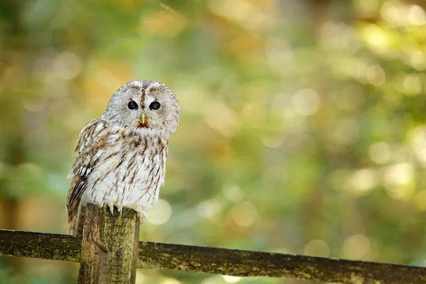 Tawny owl hidden in the forest. Brown owl sitting on tree stump in the dark forest habitat with catch. Beautiful animal in nature. Bird in the Sweden forest. Wildlife scene from dark spruce forest.