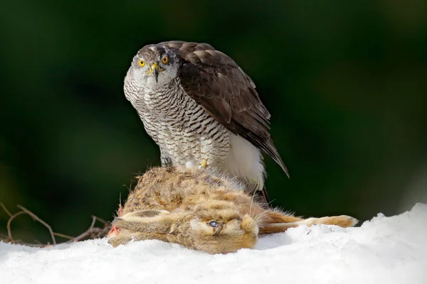 Animal Behaviour Wildlife Europe Goshawk Snow Goshawk Bird Prey Kill — Stock Photo, Image