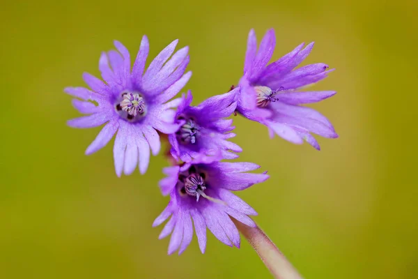 Alpine snowbell, Soldanella montana, wild pink violet flower from forest. Bloom during spring. Three blossom flower, Czech Republic. Wild nature. — Stock Image Alpine Snowbell Soldanella Montana Wild Pink Violet Flower Forest Bloom Royalty Free Stock Photos