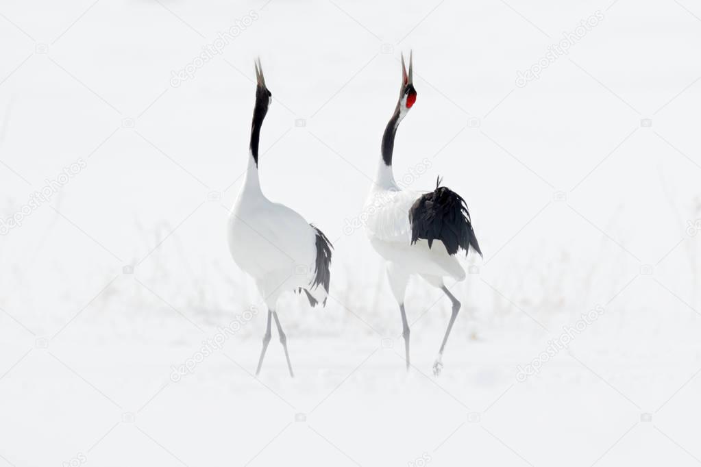 Dancing pair of Red-crowned crane with open wing in flight, with snow storm, Hokkaido, Japan. Bird in fly, winter scene with snow. Snow dance in nature. Wildlife scene from snowy nature. Snowy winter.
