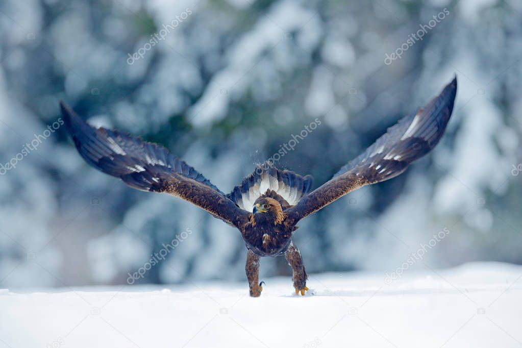 Snow winter with eagle. Bird of prey Golden Eagle with kill hare in winter with snow. Wildlife scene from Norway nature. Bird feeding catch in the snow. Cold winter with eagle.Beautiful snowflakes