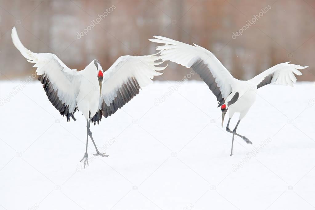 Dancing pair of Red-crowned crane with open wing in flight, with snow storm, Hokkaido, Japan. Bird in fly, winter scene with snow. Snow dance in nature. Wildlife scene from snowy nature. Snowy winter.