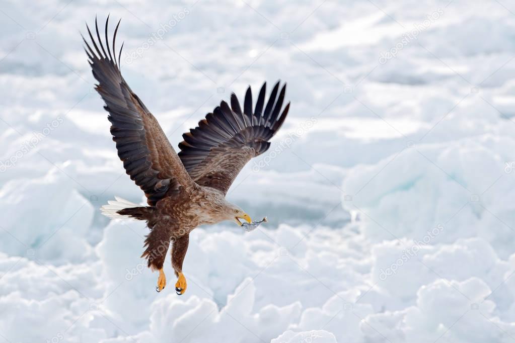 Big eagle with fish, snow sea. Flight White-tailed eagle, Haliaeetus albicilla, Hokkaido, Japan. Action wildlife scene with ice. Eagle in fly. Eagle fight with fish. Winter scene with bird of prey. 