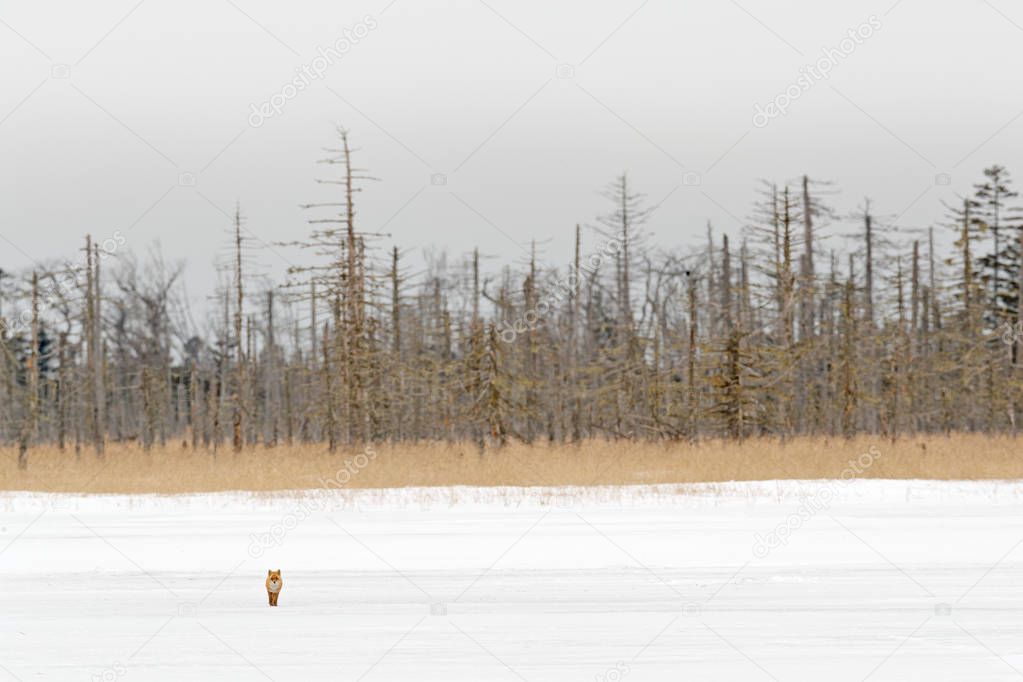 Hidden Red Fox, Vulpes vulpes, at snow winter. Wildlife scene from nature. Cold winter with beautiful fox. Orange fur coat animal, forest in background. Winter meadow with red fox, cold Japan habitat.