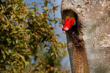 Red-and-green Macaw, Ara chloroptera, in the dark green forest habitat. Big red parrot, fly from nest hole. Beautiful macaw parrot from Panatanal, Brazil. Bird in flight. Action wildlife scene nature. clipart