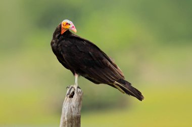 Daha az sarı başlı akbaba, Cathartes burrovianus, Pantanal, Brezilya. Akbaba ile renkli. pembe ve mavi, kel kafa. Siyah kuş Brezilya. Yaban hayatı sahne doğadan.