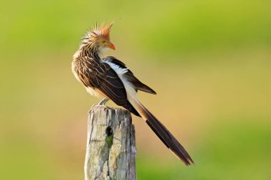 Guira cuckoo, Guira guira, doğa ortamlarında, kuş levrek içinde oturan gri kuş, Mato Grosso, Pantanal, Brezilya. Akşam ışığı. Brezilya, yeşil renkli, açık bill, guguk sıcak gün. Seyahat.