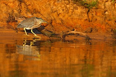 Gece balıkçılı, Nycticorax nycticorax, su kuşu taş kıyılarında oturan gri. Mavi su yüzeyi sabah. Sea bird. Heron mal Nehri üzerinde oturuyor. Heron taşa oturmuş. Akşam ışığı.