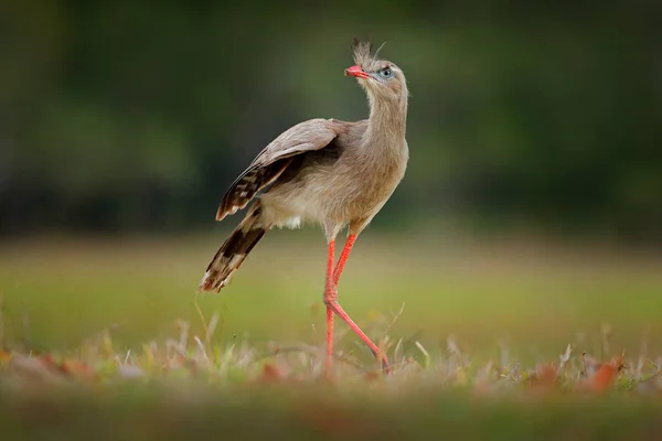 Rothaarige Seriema Cariama Cristata Pantanal Brasilien Typischer Vogel Aus Brasilianischer — Stockfoto