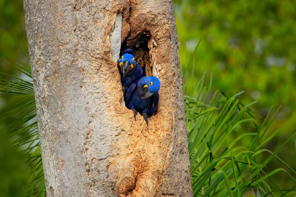 Macaw Groniasty Dwóch Ptaków Zagnieżdżanie Drzewo Gniazdo Jamy Pantanal Brazylia — Zdjęcie stockowe