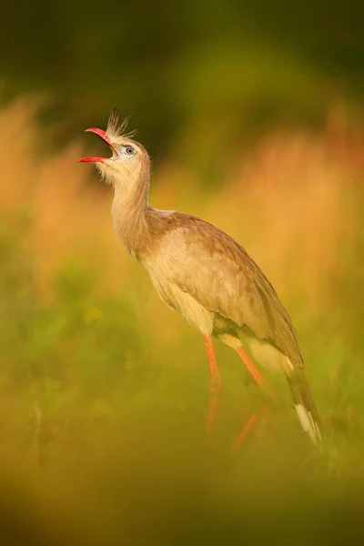 Seriema Cariama Cristata Pantanal Brezilya Kırmızı Ayaklı Tipik Kuş Brezilya — Stok fotoğraf