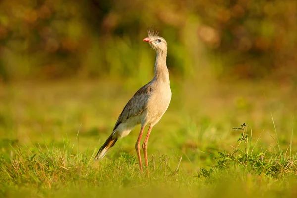Typical Bird Brazil Nature Bird Grass Meadow Long Red Leg — Stock Photo, Image
