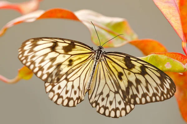 Papper Kite Idea Leuconoe Insekt Naturen Livsmiljön Vacker Fjäril Med — Stockfoto