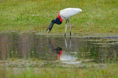 Jabiru leylek catch balık 