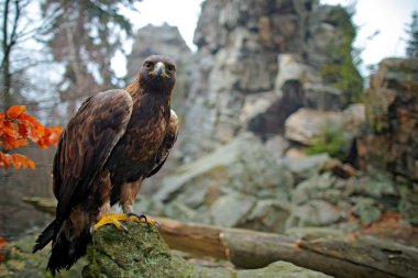 Eagle sitting on mossy rock clipart