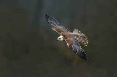 Saker falcon flying
