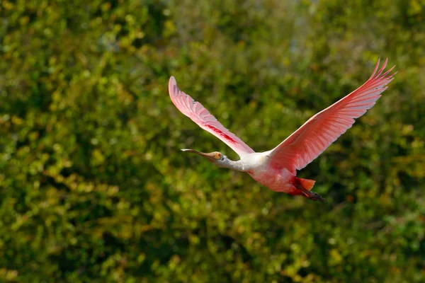 분홍색 저어새 비행 — 스톡 사진