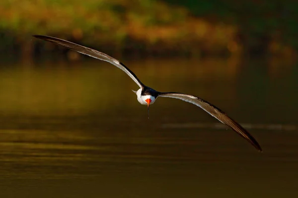 Amerikansk saxnäbb flyger över floden — Stockfoto