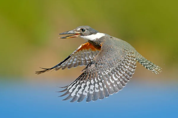 Beringter Eisvogel im natürlichen Lebensraum — Stockfoto