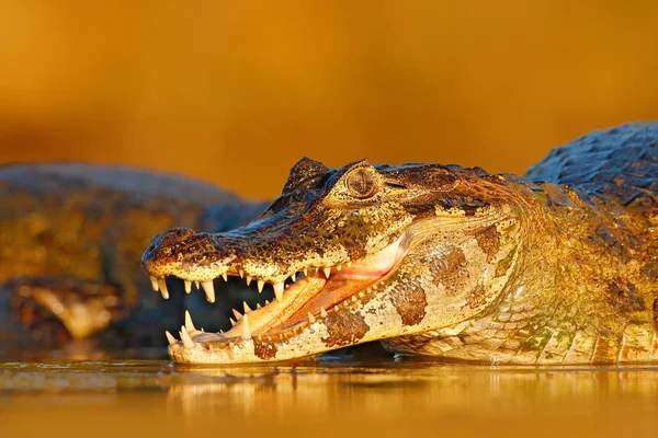 Открытая морда крокодила с большими зубами — стоковое фото