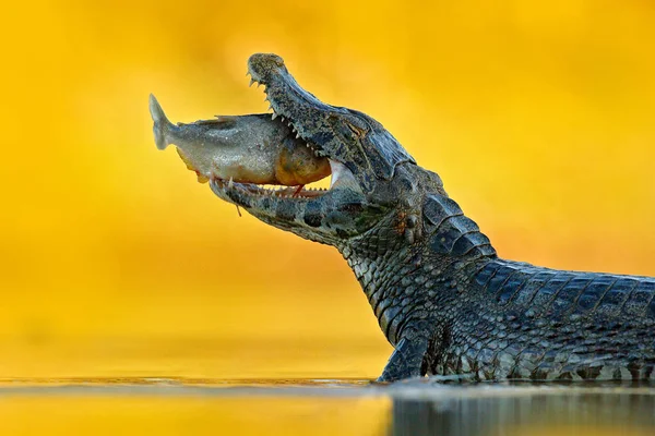 Detailporträt des gefährlichen Reptils — Stockfoto