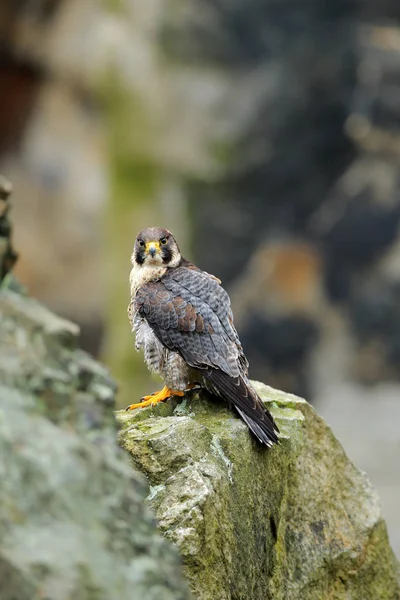 Falco pellegrino seduto nella roccia — Foto Stock