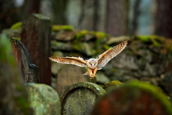 Coruja do celeiro voando acima da cerca no cemitério — Fotografia de Stock