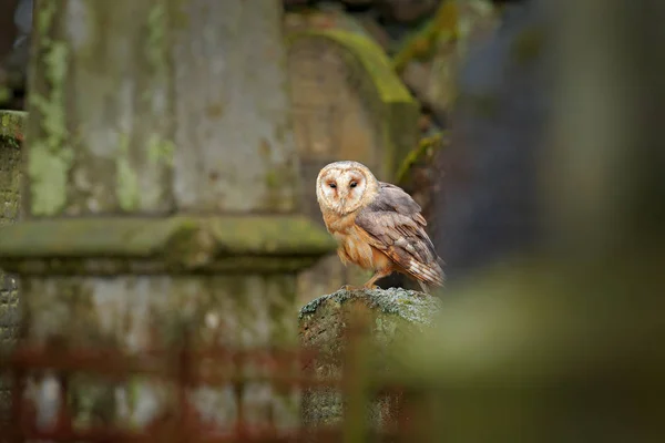 Chouette des clochers assis sur la clôture au cimetière — Photo