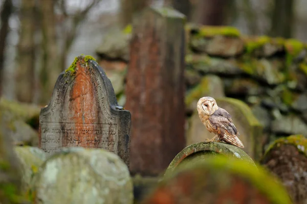 Coruja celeiro sentado em cerca no cemitério — Fotografia de Stock