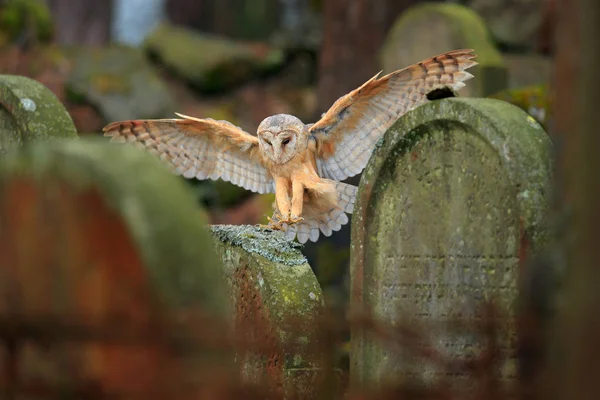 Schleiereule fliegt über Zaun auf Friedhof — Stockfoto