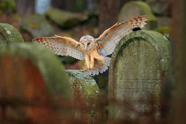 Hibou des clochers volant au-dessus de la clôture dans le cimetière — Photo