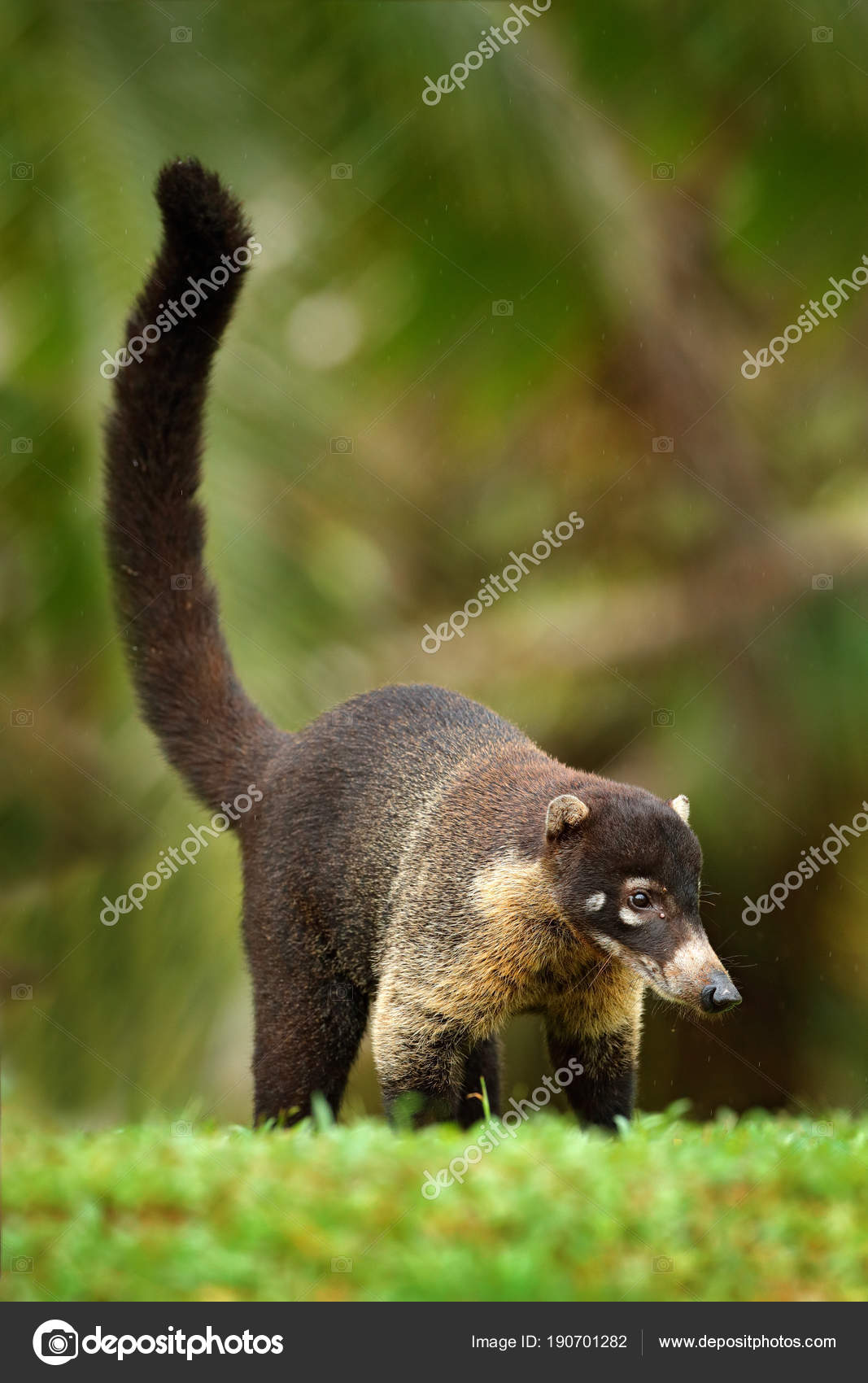 Ayollar mushukchalarining turlari