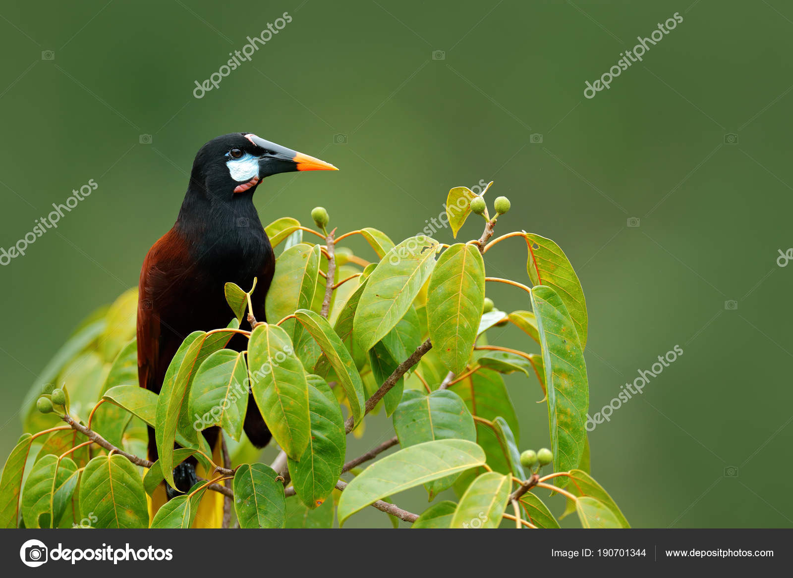 Portrait Dun Oiseau Exotique Du Costa Rica Photographie