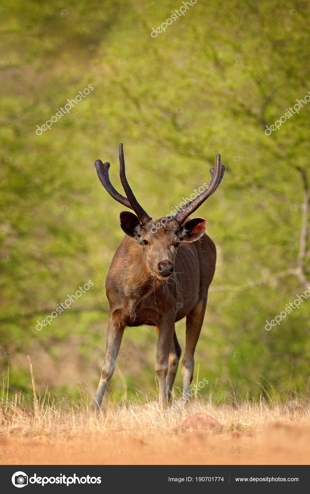 Sambar deer in dry forest Stock Photo by ©OndrejProsicky 190701774