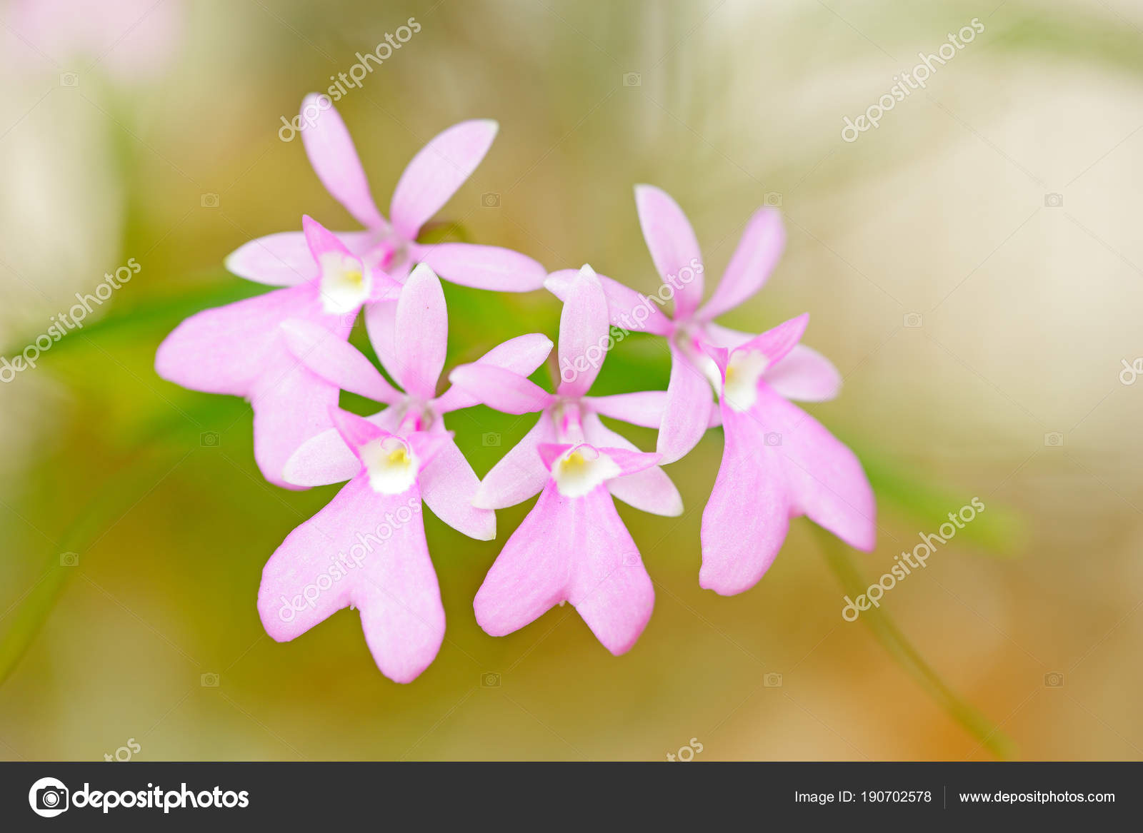 Hermosa flor de orquídea: fotografía de stock © OndrejProsicky #190702578 |  Depositphotos