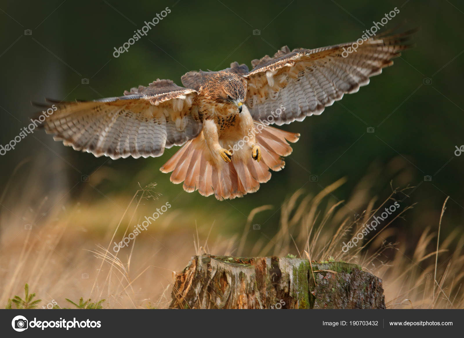 Redtailed hawk landing in forest Stock Photo by ©OndrejProsicky 190703432