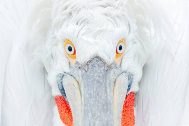 Cute close-up bird portrait  clipart